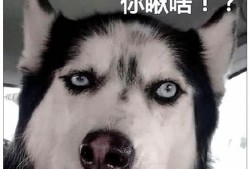 视频爆料二哈是真的吗,视频爆料二哈真实性大揭秘