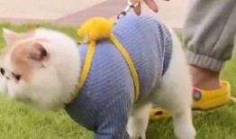 加菲最新爆料视频,揭秘娱乐圈惊人内幕！